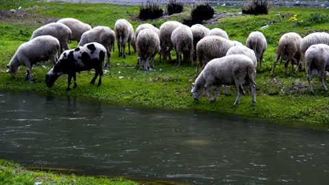 Wild sheep grazing by a river