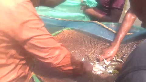 Village fishing with big cast net !!! village fishing video