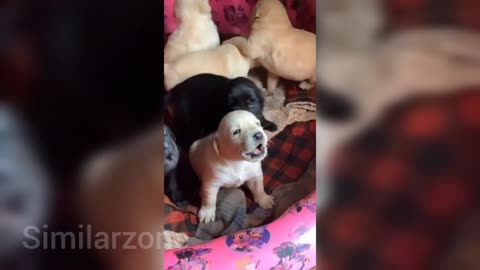 Cute husky howling and cute dogs