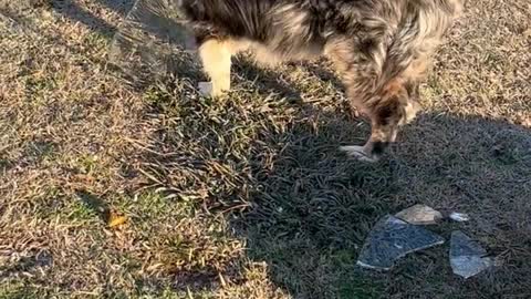 Australian Shepherd Fishes Ice Out of Kiddie Pool || ViralHog