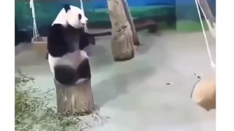 "Watch Hilarious Panda Video That Will Make You Laugh Out Loud"