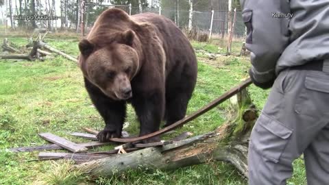 Juuso karhu polttopuun teossa