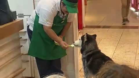 Husky Receives Treat at Frozen Yogurt Shop
