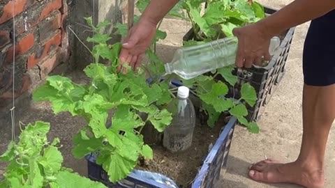 Unlocking maximum yield Growing cantaloupe in plastic containers