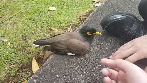 Social Myna Bird