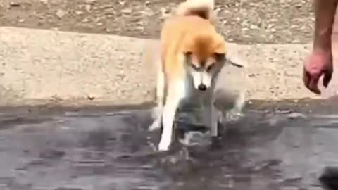 Funny animals 2023😆 - Funniest Cats and Dogs Video🐕🐈