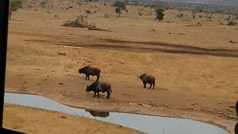 Serene Scenes: Majestic Buffalos Quenching Their Thirst at the Water Point