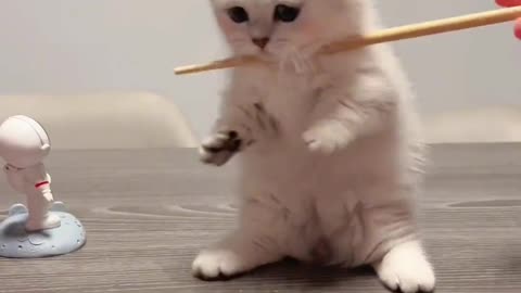 Funny Cat 🐈🐈😺😺