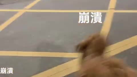 蹦跳兄妹被拆散了！跳跳情緒失控！ #pets #寵物