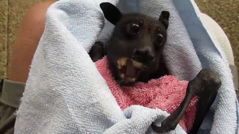 a cute bat is having a bite