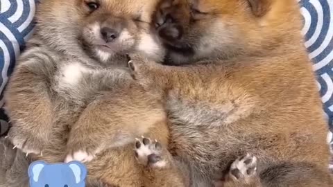 Cute baby animals Videos Compilation cute moment of the animals - Cutest Animals On Earth