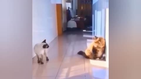 Funniest animals|funny and cute cats|funny animals video