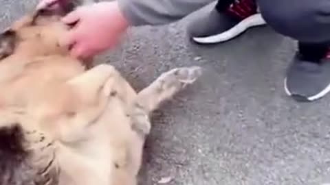 🐕‍🦺Dog cries after reunited😭🐕‍🦺😖