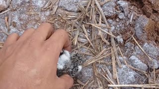 Farmer Preparing Land Moves Baby Birds and Nest