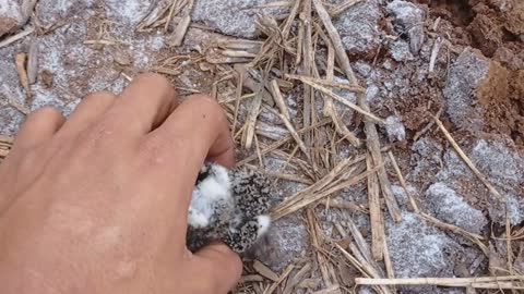 Farmer Preparing Land Moves Baby Birds and Nest