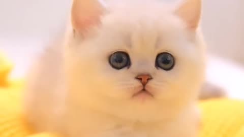 Cat video | Cat funny video | cute cat