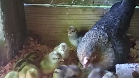 Creole Old English Game Bantam Hen And Her New Babies