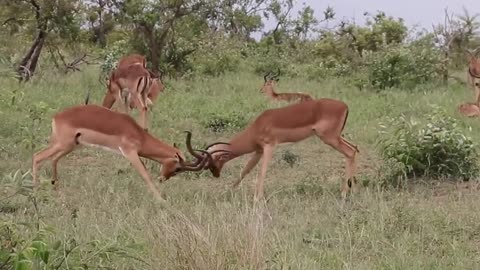 Impala Rams Fighting Copyright Free Animal Videos