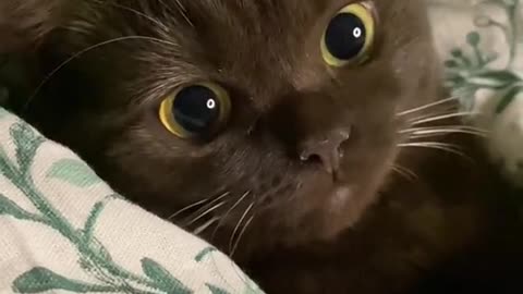 Cat adorabile