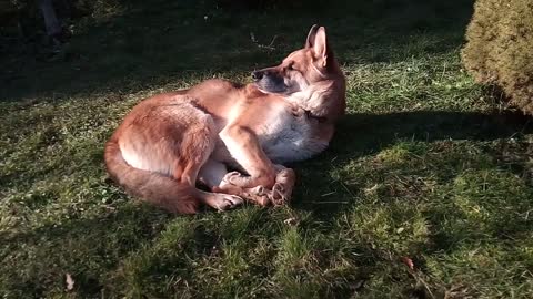 Footage Of A Dog Sleeping On The Grass