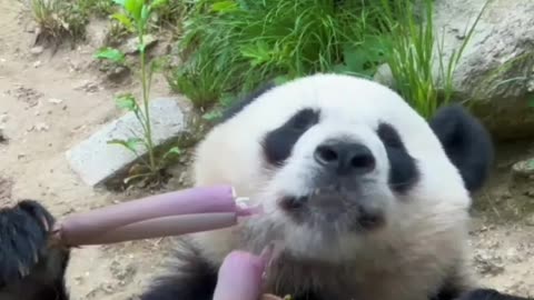 Panda eating bambu and dog sitting bycycle