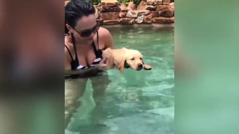 Cute Dog 🤩🤩🤩🤩🤩 Good Boy | Cute Puppy Dog Learning to Swim