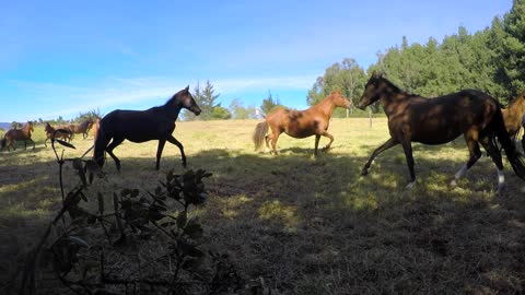 la beauté des chevaux