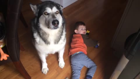 Alaskan Malamute Prays before Breakfast