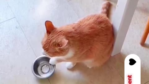 A cat video to lift your spirits.