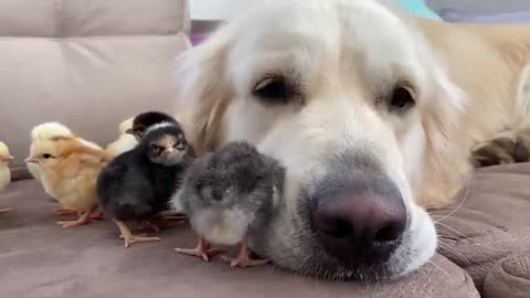 Adorable Golden Retriever and Cute Baby Chicks