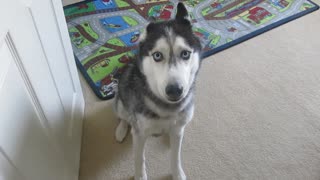 Mishka the Talking Husky says what's on her mind