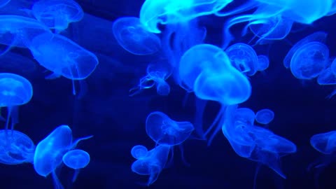 Amazing Blue Jellyfish Under The Sea