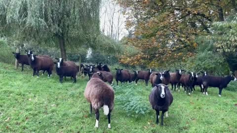 Cat Ovenmitt visits sheep and I rescue him from curious sheep noses