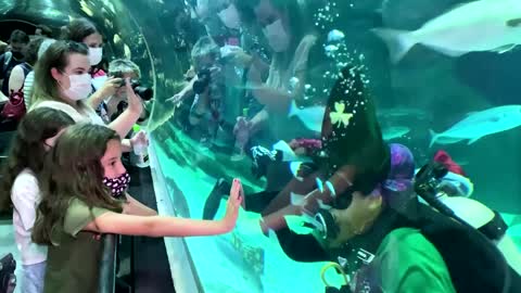 Santa swims among sharks in Rio's aquarium