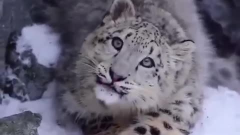 rare snow leopard has been seen