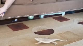 Bearded Dragon Chases After Cat Toy