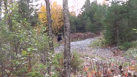 Funny moose video