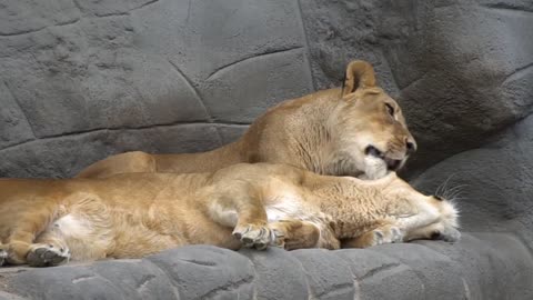 Lion Lick Fur Care Smooch Zoo Big Cat Dangerous