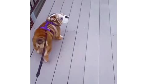 Bark and Roll: Hilarious Doggy Antics Unleashed!"