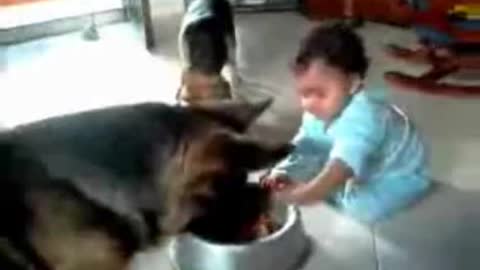 Baby And Dog Fight Over Food