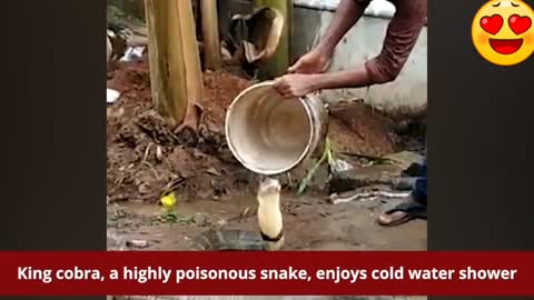 WATCH KING COBRA ENJOY COLD WATER SHOWER