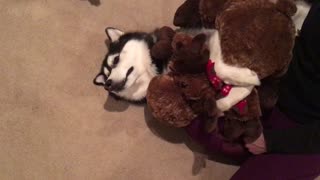 Siberian Husky Cuddles with Stuffed Moose