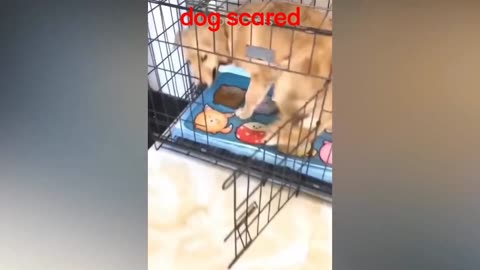 🤣🤣Funny Dog video 🤣🤣