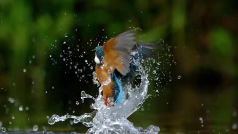 Bird in a wonderful scene shows in slow motion diving in the river to catch its prey