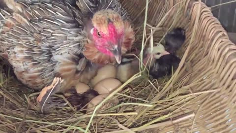 Just hatched chicks still with mama hen