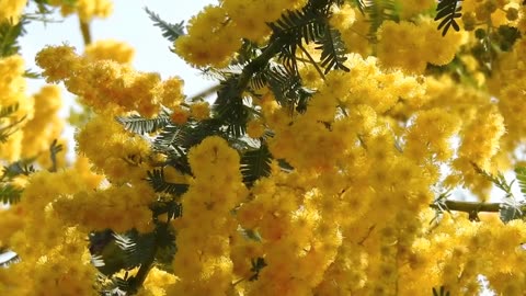 Tree with fluffy yellow flowers