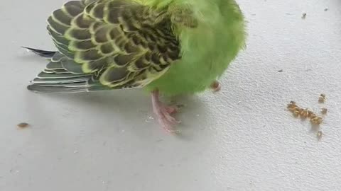 Baby Budgie Roll
