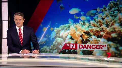 United Nations recommends Great Barrier Reef be classed as 'in danger' _ 7NEWS
