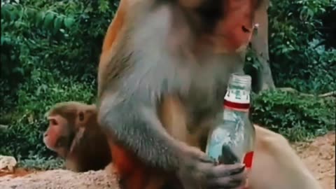 Drinking tha monkey after funny🤣🤣 dance