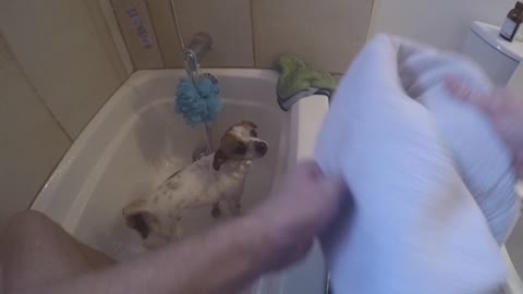 Rub a Dub Dub, Dogs in the Tub